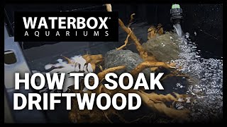 How To Properly Soak Drift Wood For Use In A Freshwater Aquarium screenshot 5
