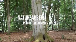 Naturzauber - Ein Mutterbaum im Wald