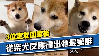 柴柴最愛誰「迎接室友」冷熱分明差很大寵物動物柴犬精選影片