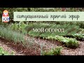 Сабабушка иврит. Прямой эфир "Мой огород"