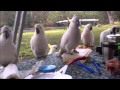 Wild Cockatoos and a Dorito Lunch ( Part 1 )