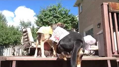 Day 5! 22 Push Ups|22 Days Challenge