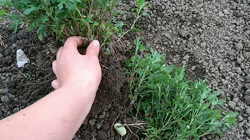 Хризантема мультифлора 8.05.2020г. Разделяем куст весной. Посадка.