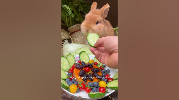 🐰🤯 Top 5 MIND-BLOWING Bunny Facts! 🤯🐰 #rabbit #facts #shorts