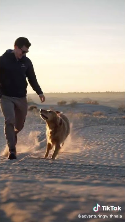 Adventuring with Nala compilation On Tiktok #adventuring #nala #golden #tiktok
