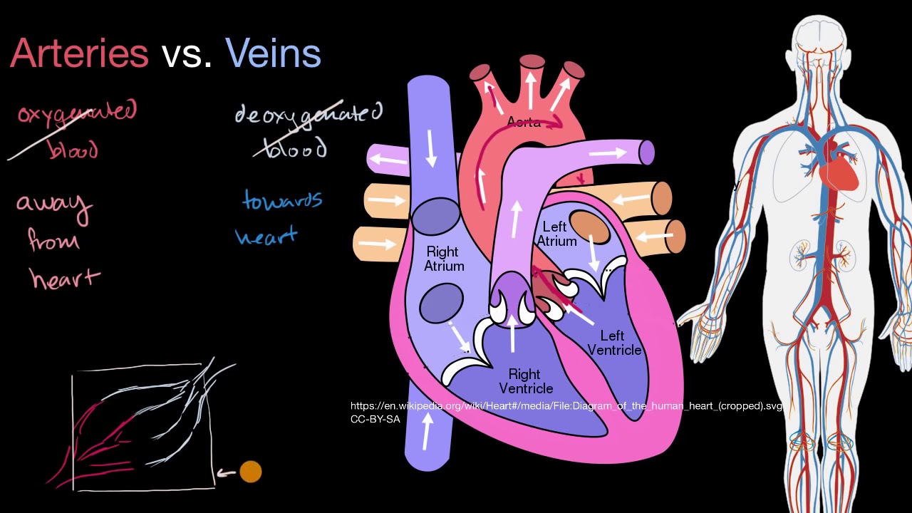 Arteries vs veins Circulatory system physiology - YouTube