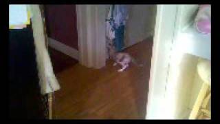 Sphynx cat opens door! funny cat video! by Sphynx Lair 582 views 12 years ago 24 seconds