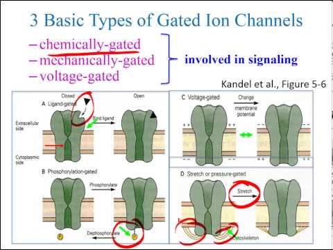 Video: Wat zijn de soorten ionkanalen?