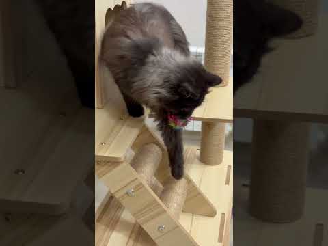 The Moment This Cat Realized Something In The Cat House 😹 | Funny Cat Shorts
