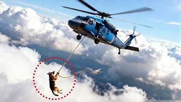 Unbelievable! Hero German Shepherd Rescues Monkey baby | TOP POST | #AnimalRescue  #HeroDog #animals