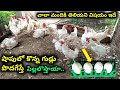 Layer chickens details in telugu  youngfarmeratoztelugu