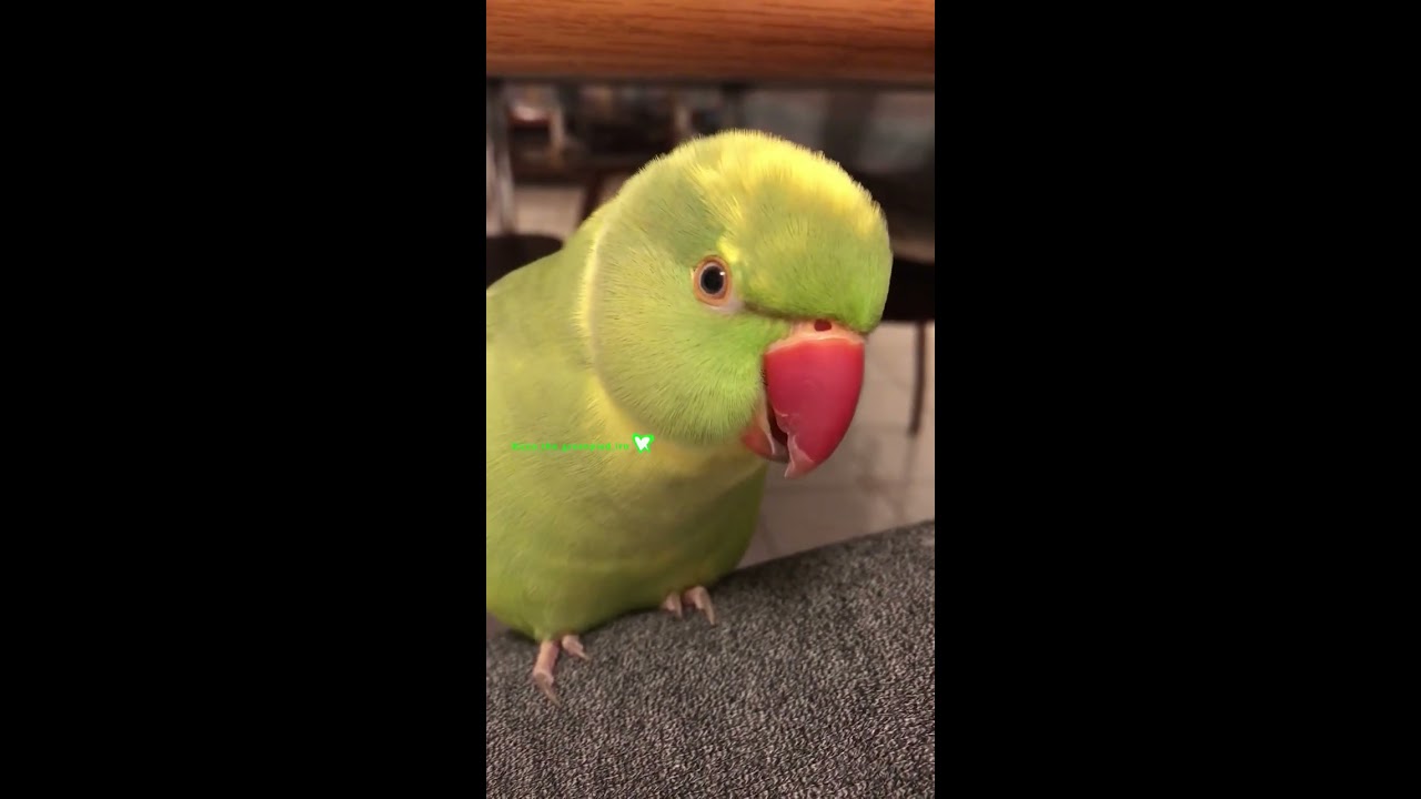 The Way Ricco Say S You Wanna Cuddle Gets Me Every Time Birds Talkingparrot Pets