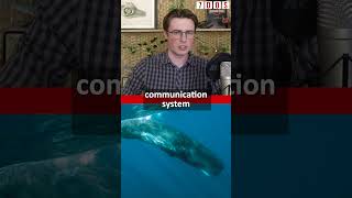 Sperm Whale communication has similarities to human language!