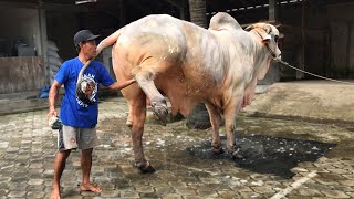 SAMPAI ANGKAT KAKI | KONDISI MAS TRITON - SAPI JUMBO