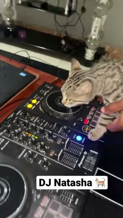 DJ Natasha 🐈
