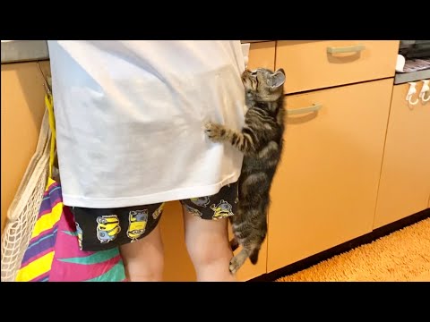 飼い主と離れられず何度もよじ登って怒られてしまった子猫ｗ