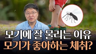 모기가 좋아하는 체취는 OOOO이다? 모기가 나만 무는 이유