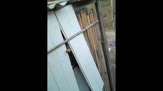 Como Comessar A Criação De Frango Caipira