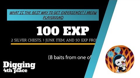 What is the best way to get experience? | Meow Playground