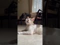 #trendingshorts #catvideos #pets