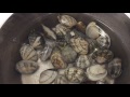 あさりの砂出し50℃のお湯ですぐ