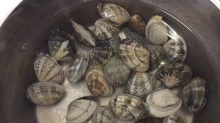 あさりの砂出し50℃のお湯ですぐ