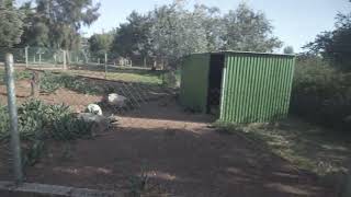 Paphos Zoo Kangaroos and Flamingos