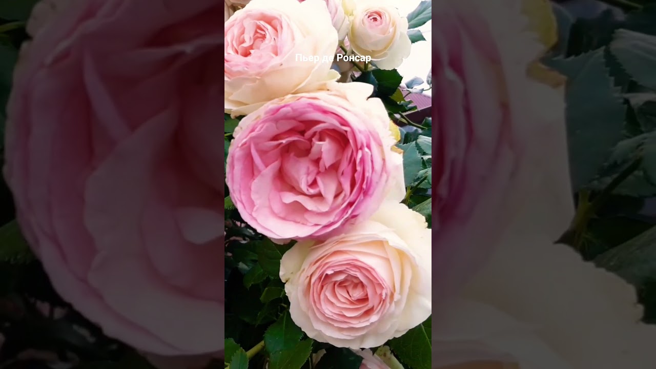 Пьер де Ронсар