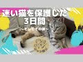 【保護猫】ゴミ捨て場に捨てられた猫を保護してからの3日間