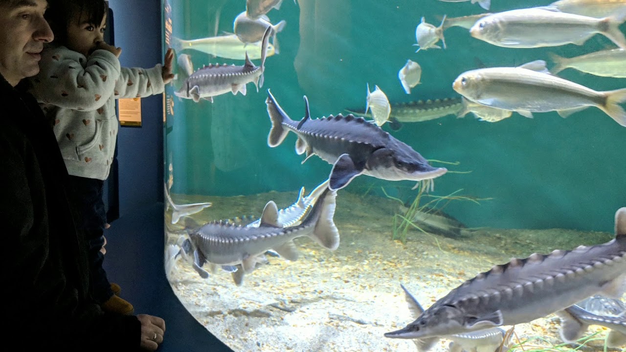 Maritime Aquarium Norwalk Ct YouTube Maritime aquarium norwalk ct youtube