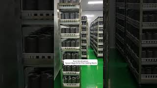 Post Sterilization Step Spawn Bags in Pre Cooling Room #mushroommachine #mushroomcultivation