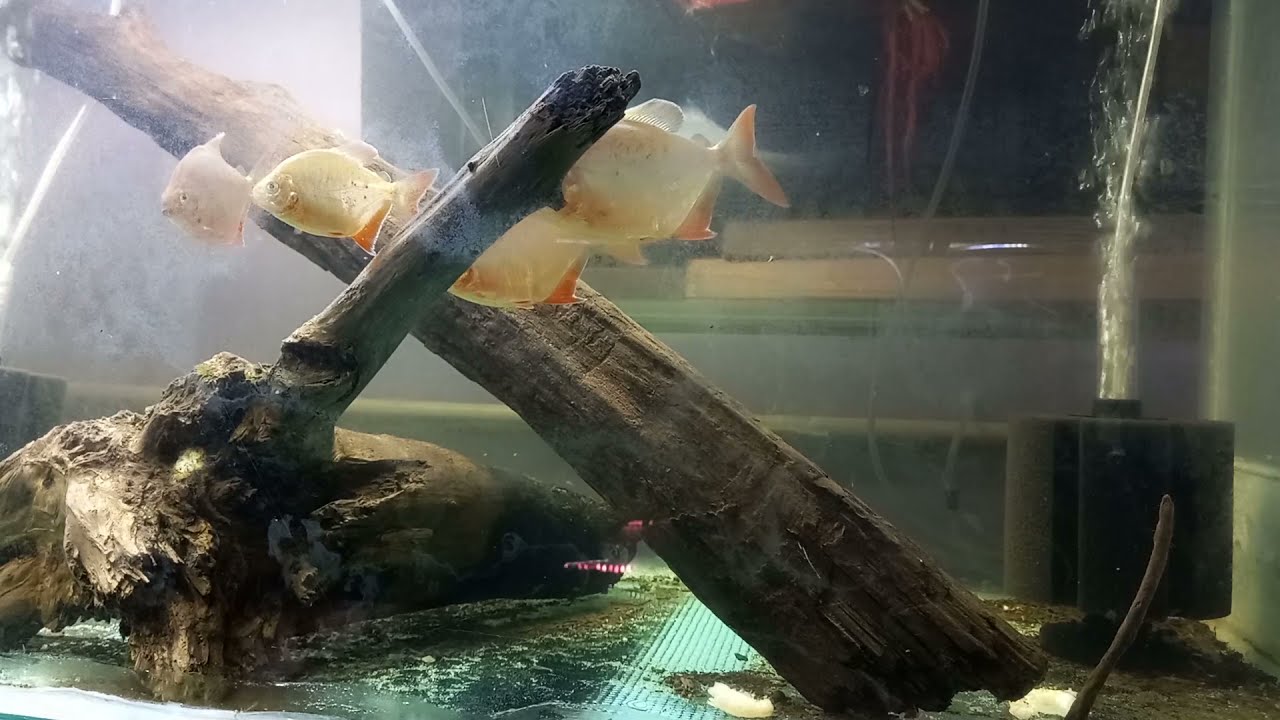 Just got the Pygopristis denticulata again.