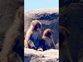 猿山にパンチ君🐒⛰️