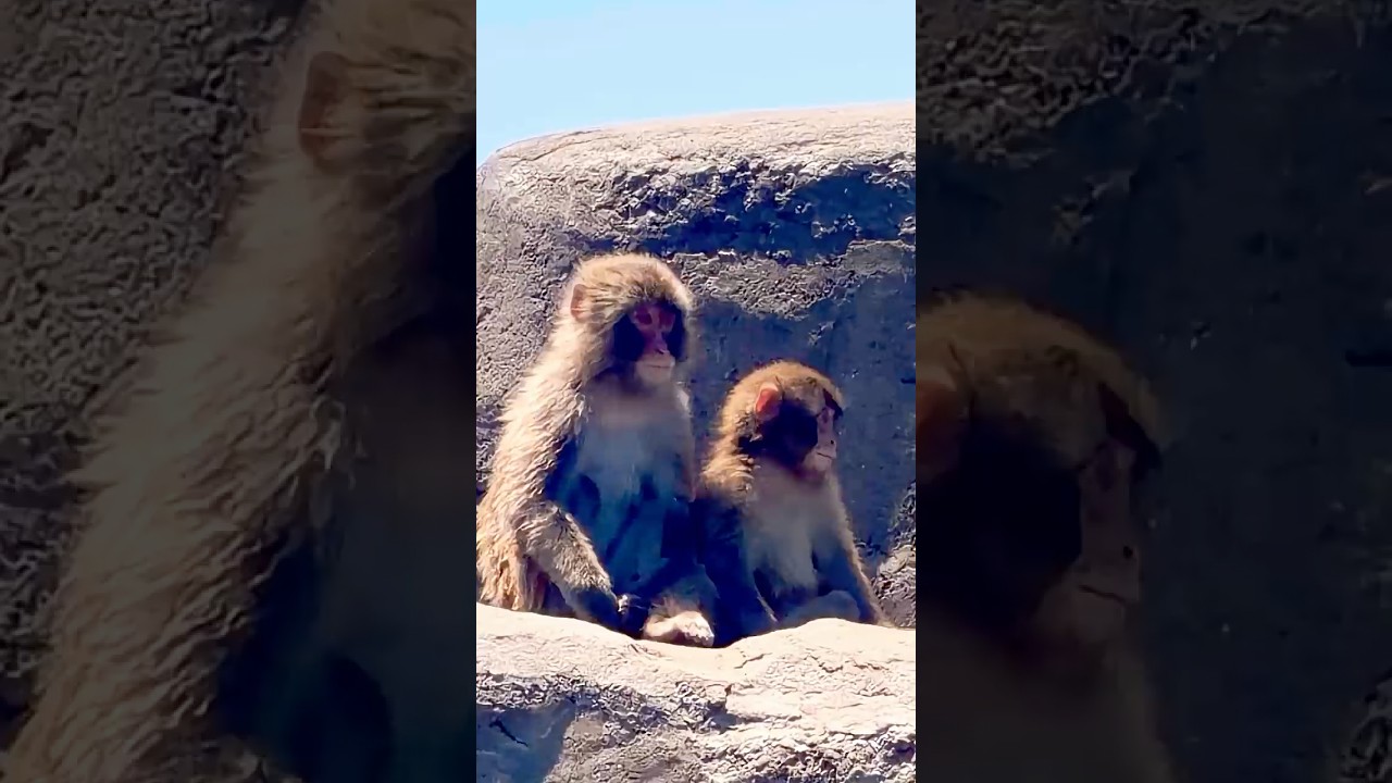 猿山にパンチ君🐒⛰️