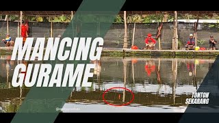 Download Lagu Mancing ikan gurame pakai laron‼️‼️ makau men MP3