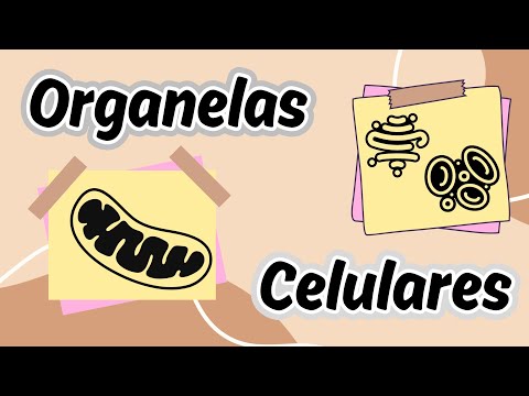 Vídeo: Quais são as organelas celulares?