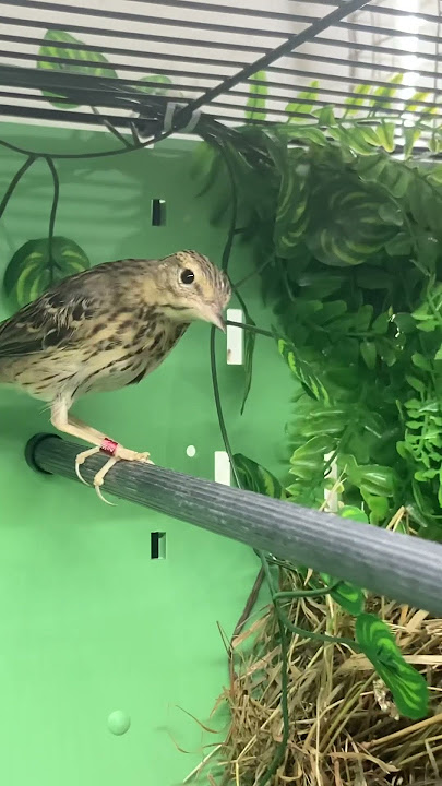 Tree Pipit pair Anthus trivialis #birds #feathers #breeding #birdsounds #pipit #insectbirds