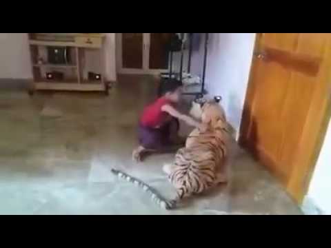 Tiger eats child really shocked - YouTube