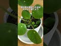 【植物屋の見習い】ペペロミオイデスの育て方