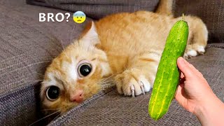 Funniest Animals 2023 😂 Funny Cats and Dogs Videos 😺🐶 Part 514 by Gatos Graciosos 54,562 views 10 months ago 10 minutes, 30 seconds