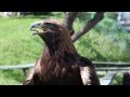 Amazing Birds of Prey in Kazakhstan