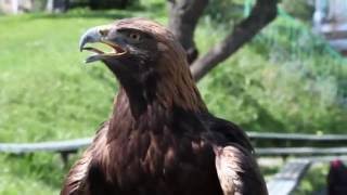 Amazing Birds of Prey in Kazakhstan