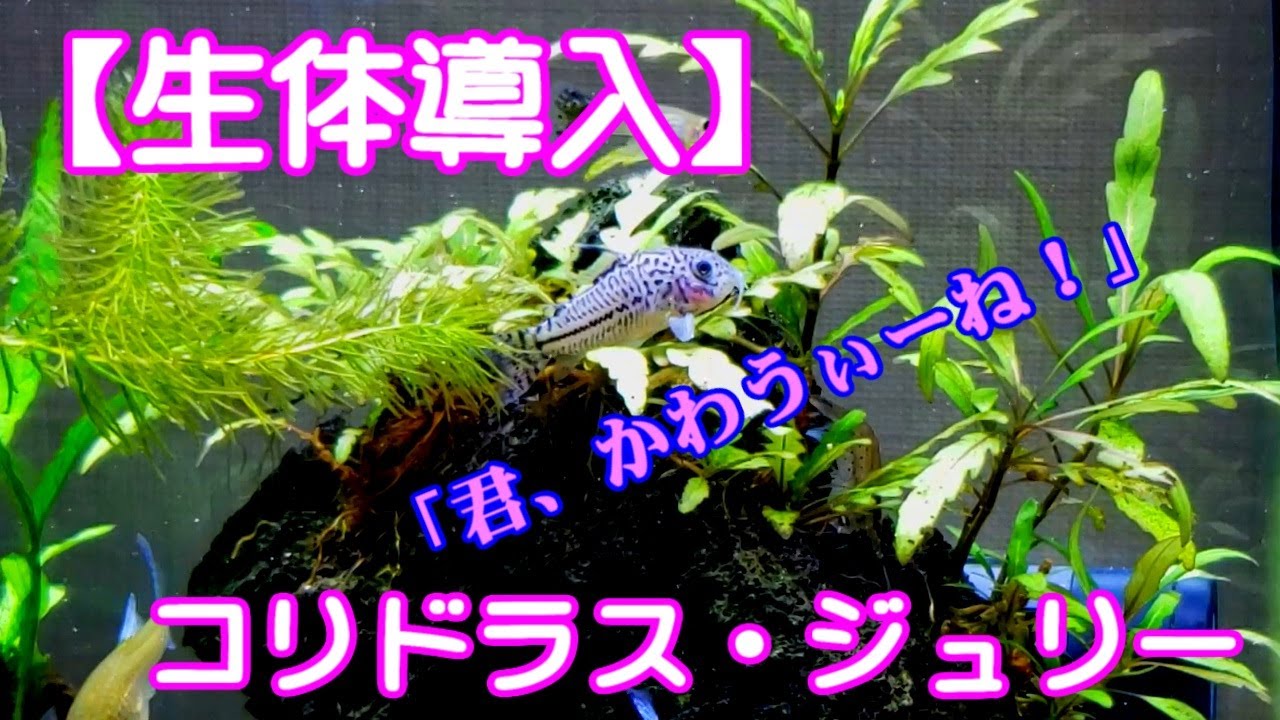 生体導入 コリドラスジュリー かわいい Youtube