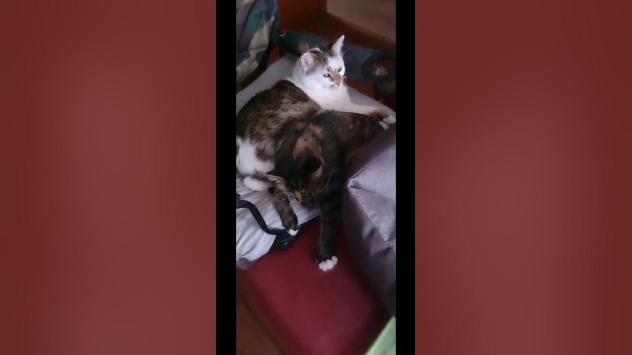 так они спят, а вот так уже не спят😻 - YouTube