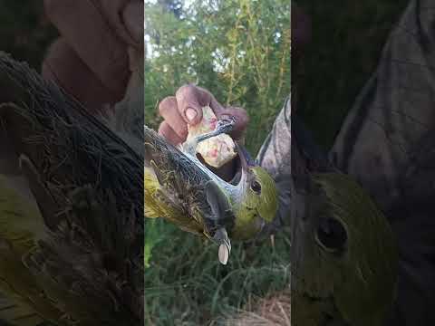 صيد الطيور في الشباك الصفري عصفور التين سقلين