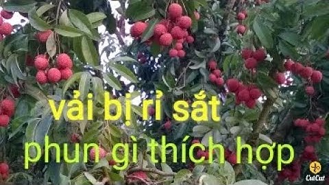 vải bị rỉ sắt khó khăn của bà con lục ngạn và bà con mới làm vải thiều || vải thiều mùa covit 19