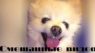 Смешанные видео/животные/оборжаться/РЖАЧ Смешанные видео/животные/оборжаться/РЖАЧ