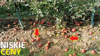 Sadowniczy Vlog #19/2021 Ceny jabłek przemysłowych i deserowych poniżej krytyki!