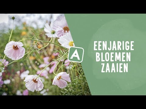 Video: Pretentieloze Bloemen Om Direct In De Grond Te Zaaien