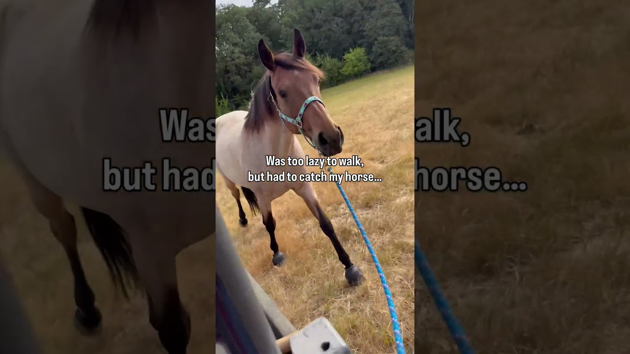 Yes, my dog was also too lazy to walk to catch my horse. 😂 